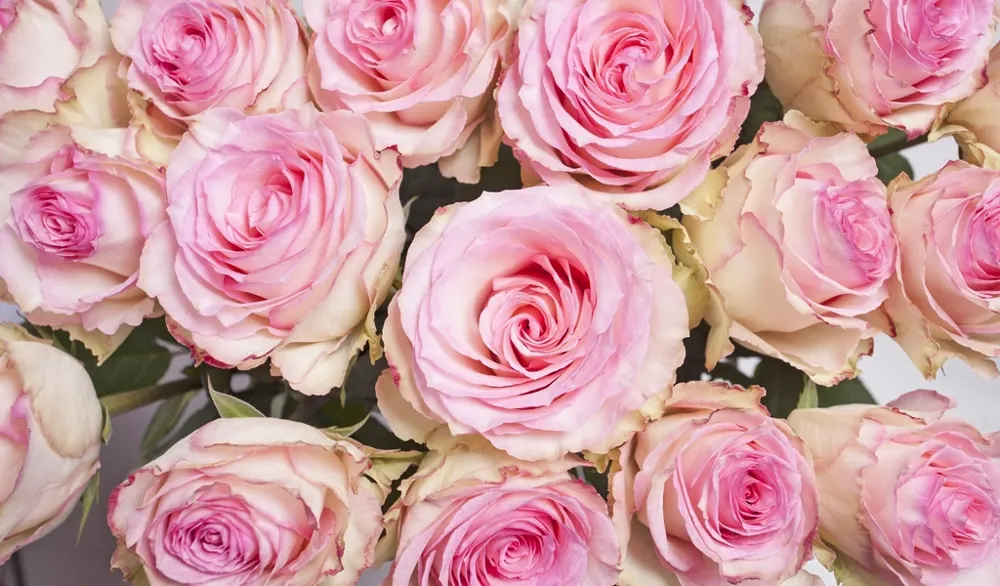 Rosa Rosen (Symbolfoto)