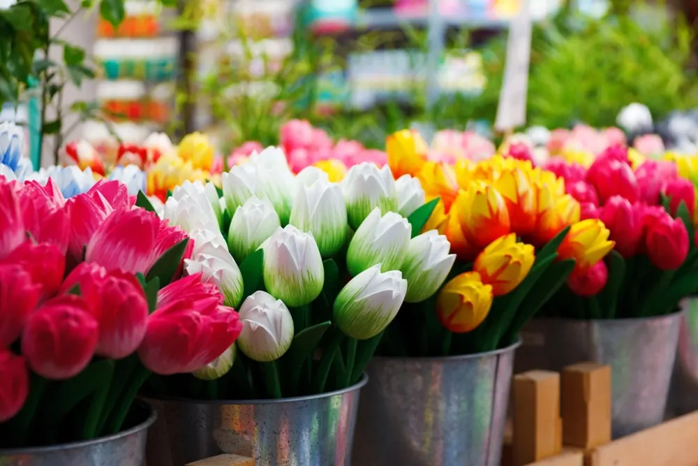 Tulpen in Eimern (Symbolfoto)